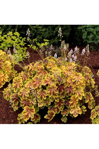Heuchera ’Solar Eclipse’ кущ у саду